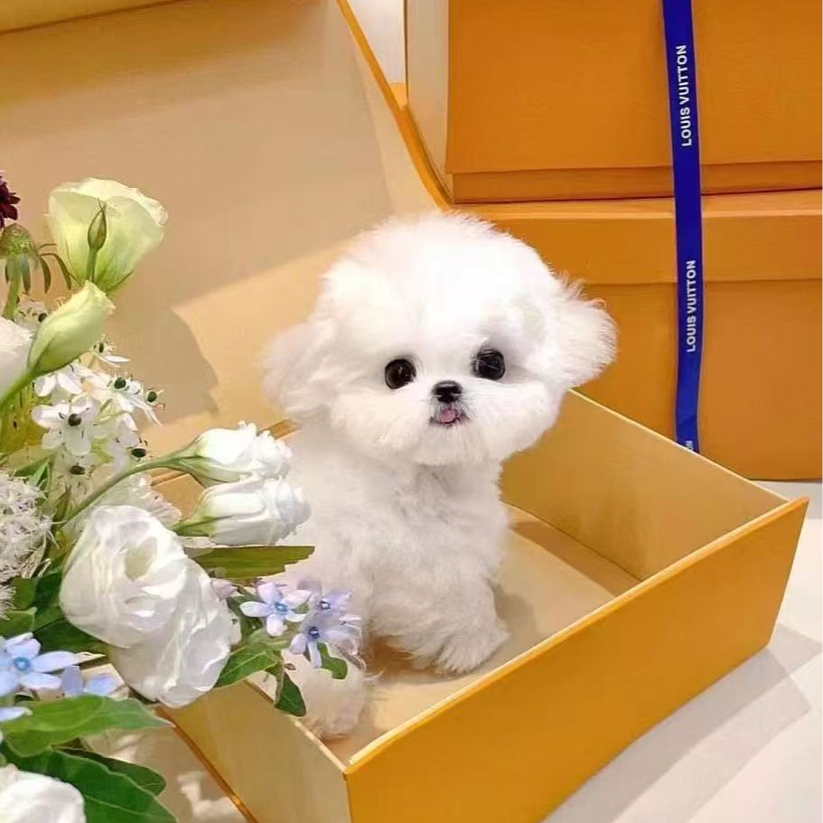 比熊西施马尔济斯约克夏等小型犬幼犬狗狗活体