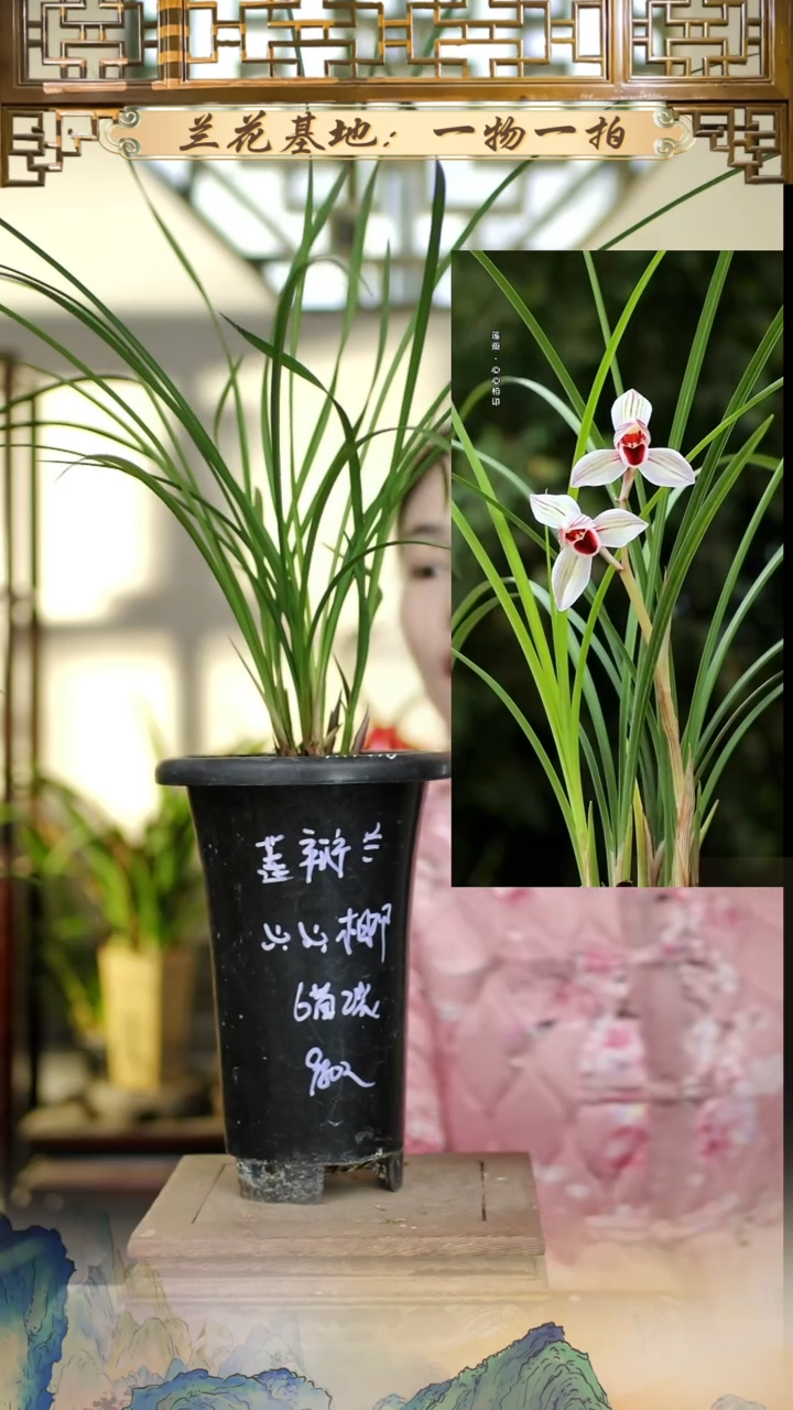 全部花苞心心相印