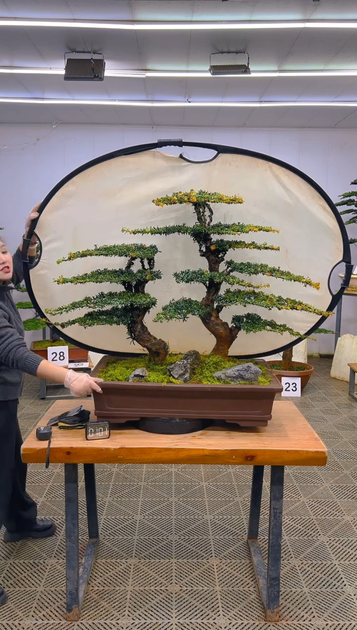 无花朵一物一拍一物一拍