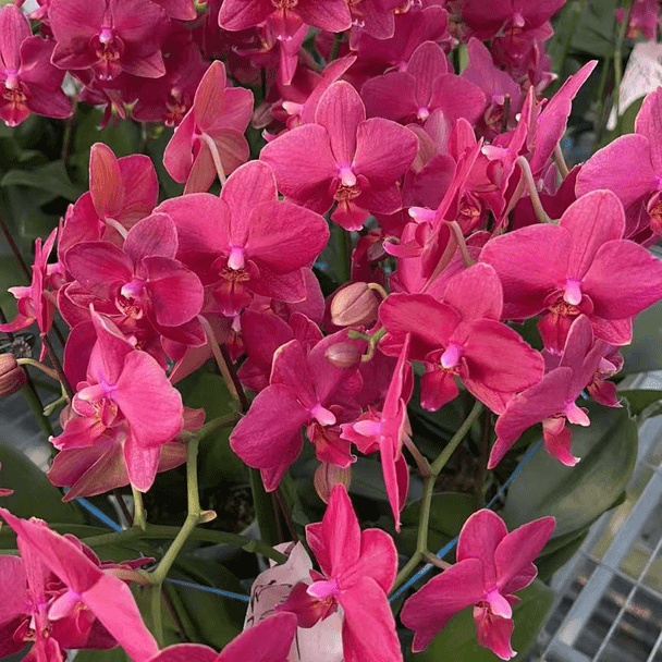 蝴蝶兰【丹顶红】高端花卉 客厅美观 基地直发