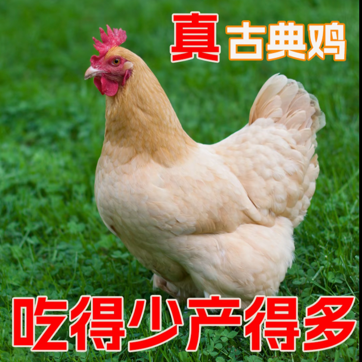 【出売】古典鸡宠物鸡55个装包邮包活到家