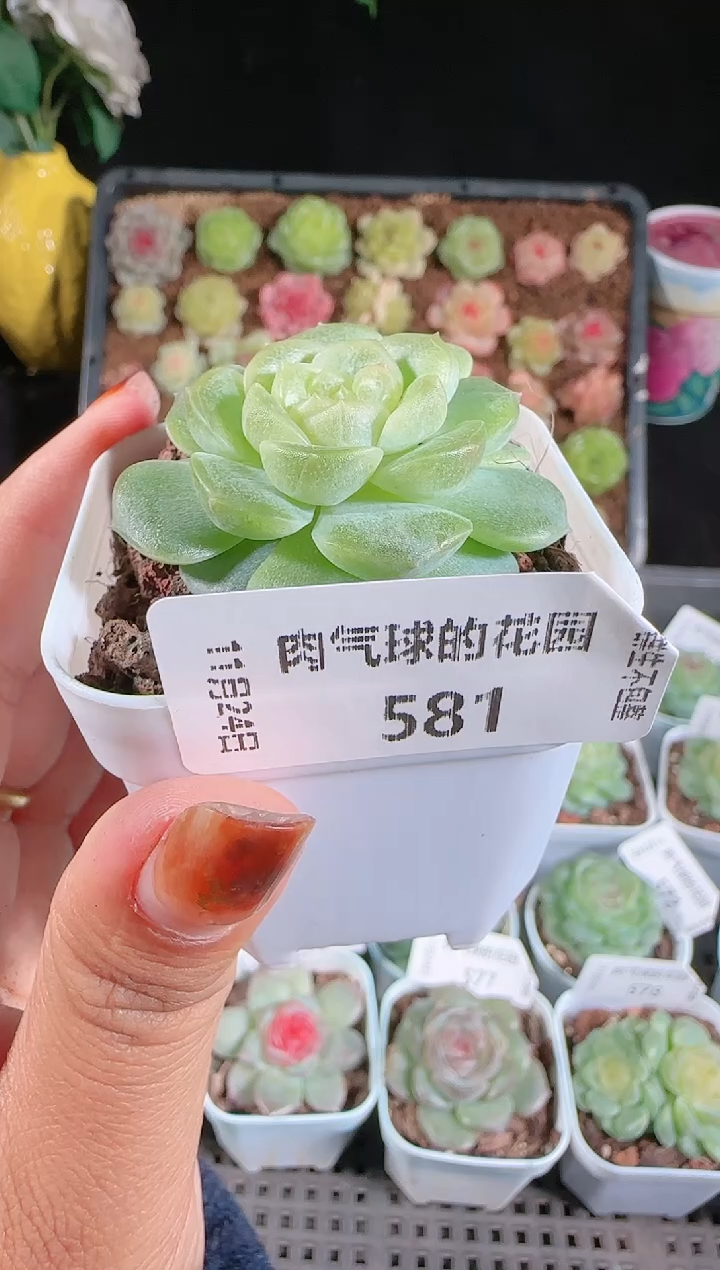 1124-581无尽灯群生不包整