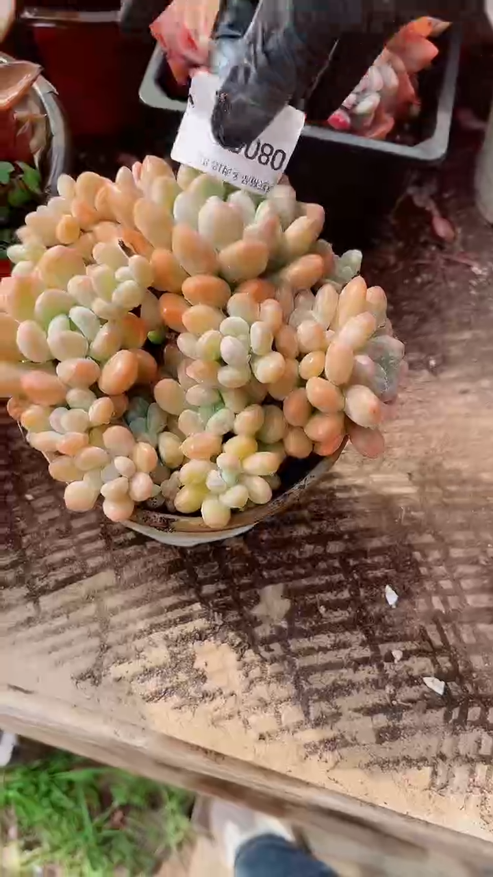 花***宿跃跃精品多肉08056