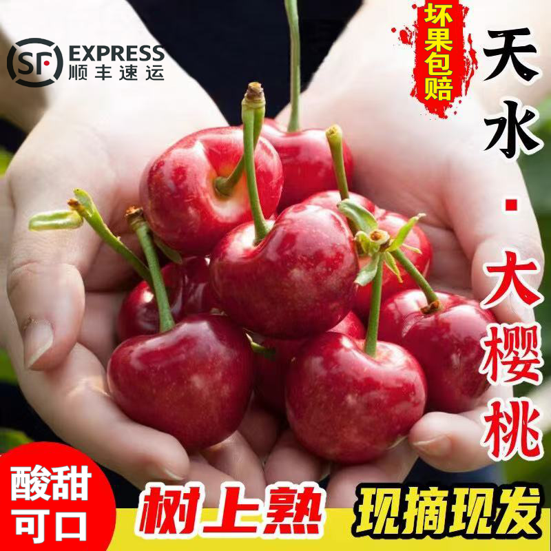 2025年甘肃天水红灯大樱桃现摘应季新鲜水果顺丰包邮