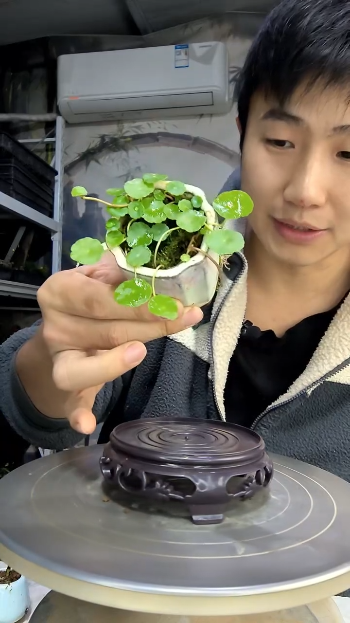 漫*中青园艺一物一拍花170