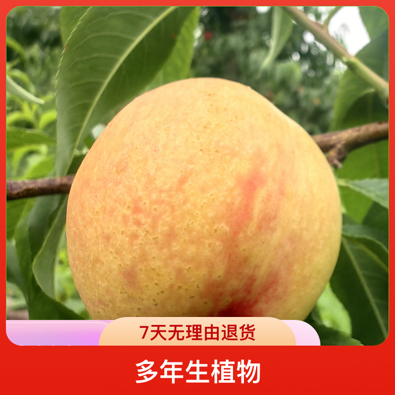 黑涞无名黄肉桃花果桃另加西梅李老桩母树嫁接正品苗脆甜早中晚熟