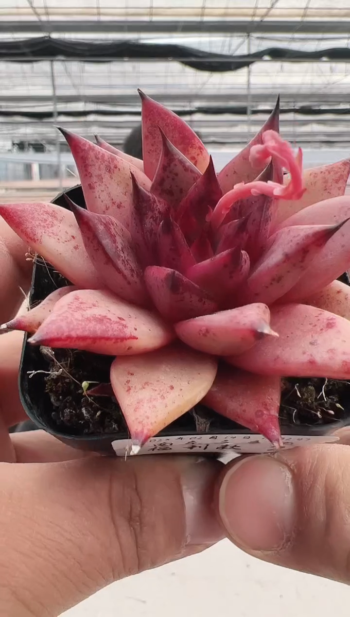 【闪购商品】福利款多肉-21