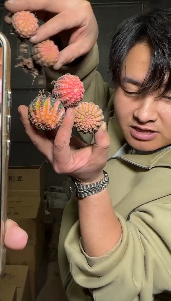 5颗 拉根锦 3cm左右