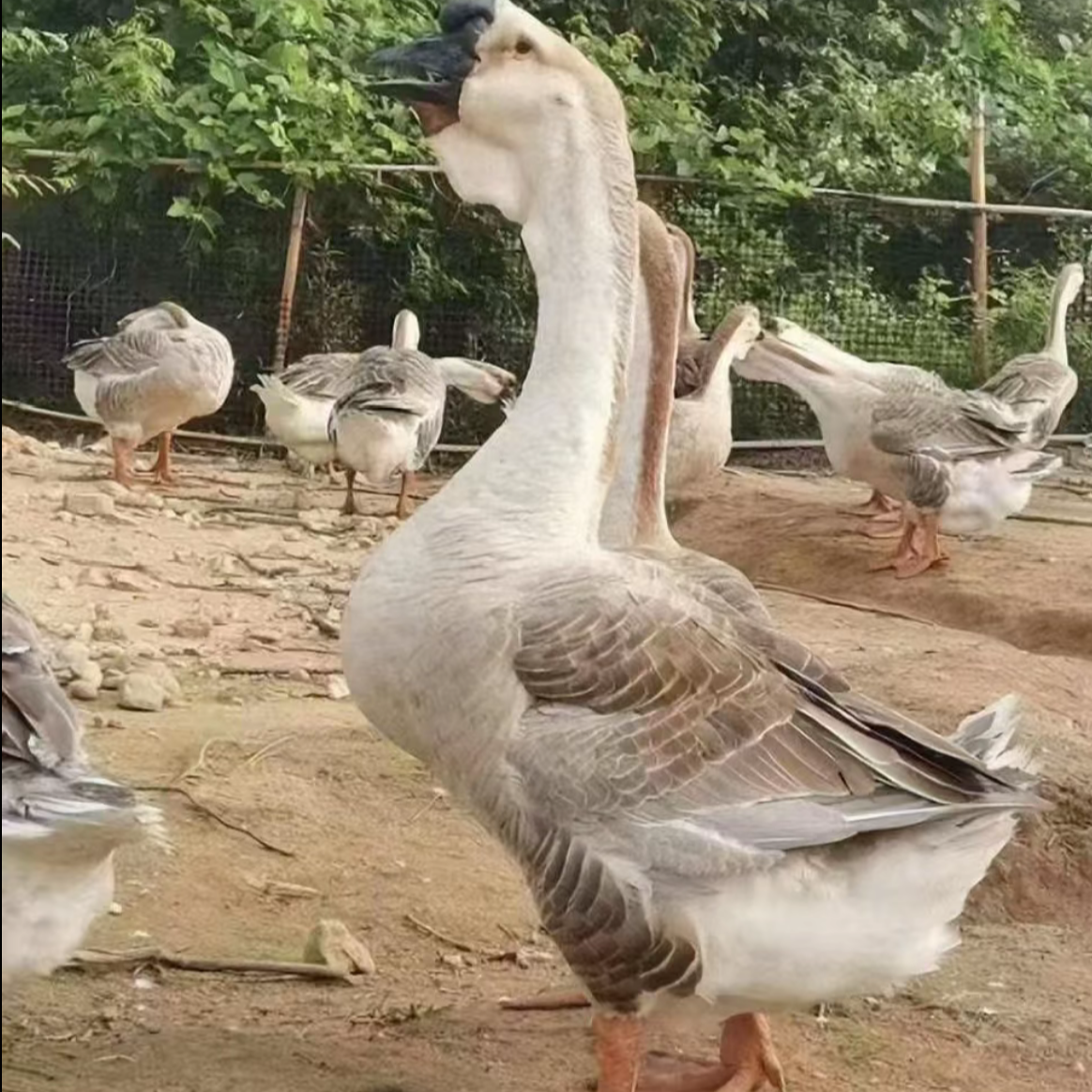 三两左右 顺丰包邮 宠物活体