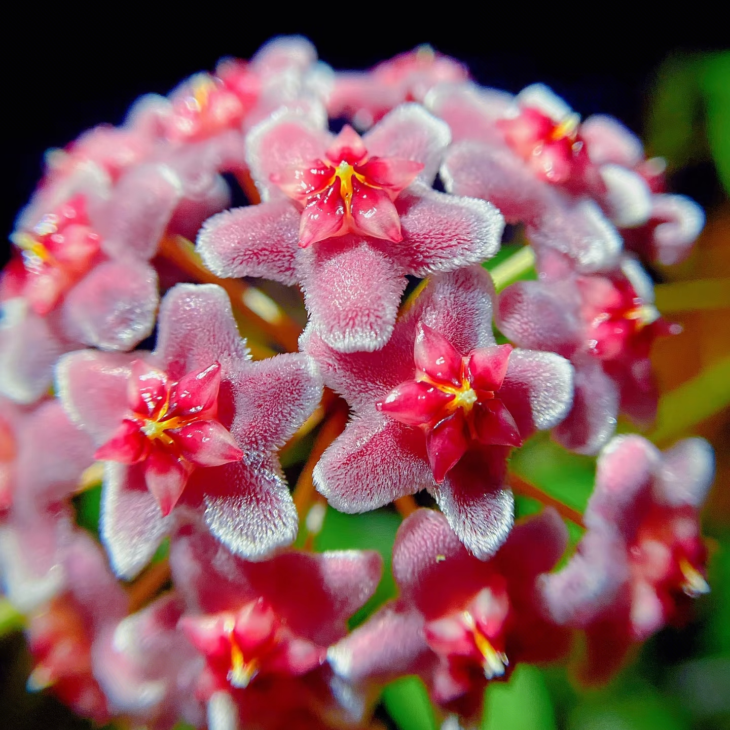 【绿叶红球兰】粉色大花球适合新手养护办公室客厅观叶观花垂吊爬藤