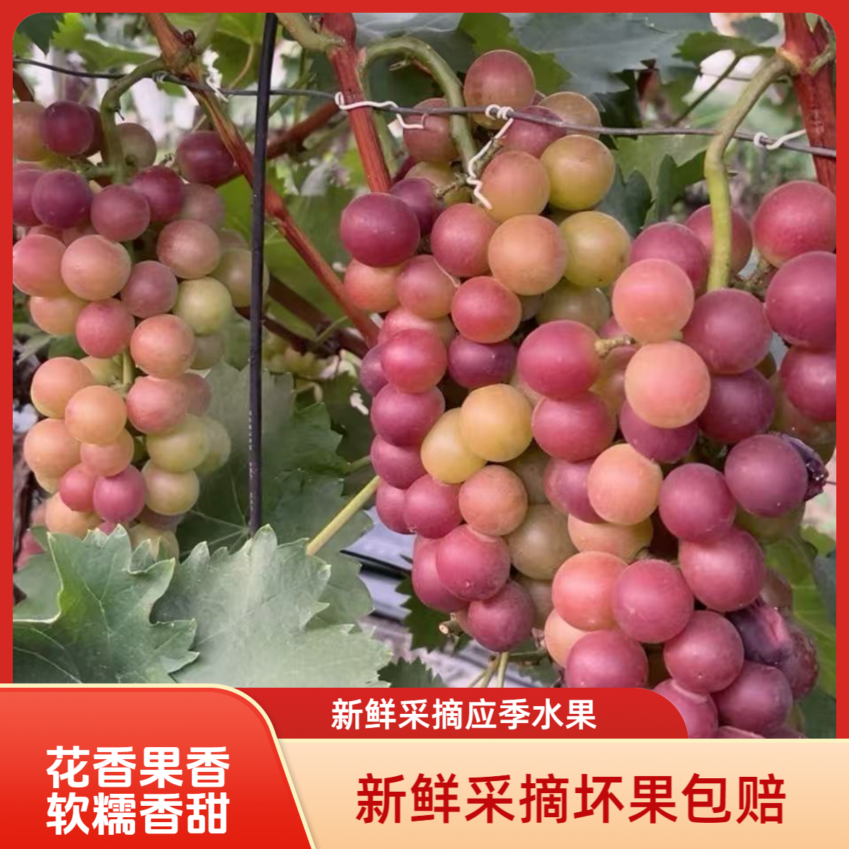 （双拼）上海马陆葡萄桂花玫瑰+金香1号新鲜采摘应季水果坏果包赔