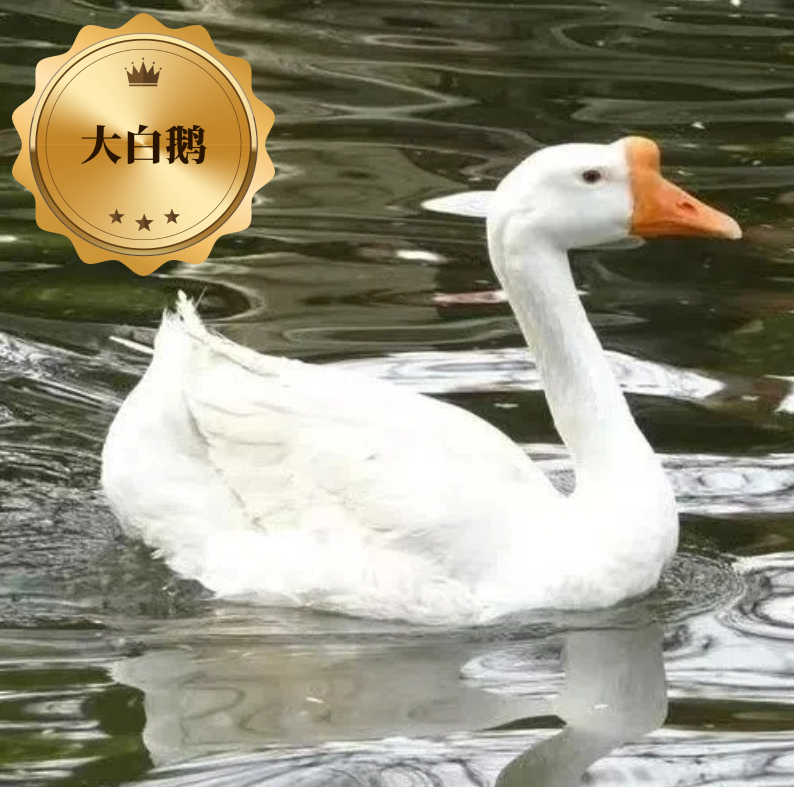 生鲜大白鹅肉质鲜美到手20只