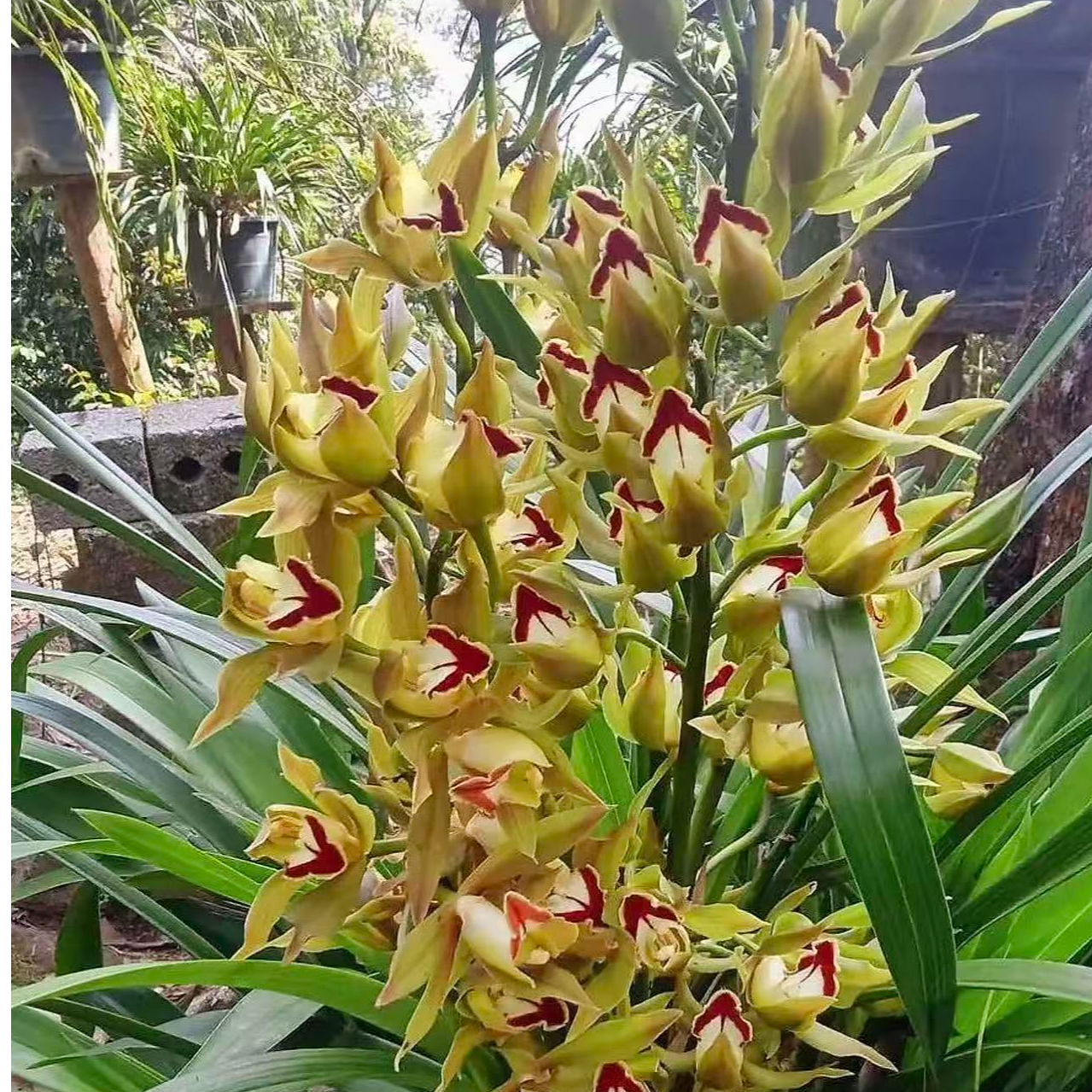 云南虎头兰奇花奇草，好种植，容易种活