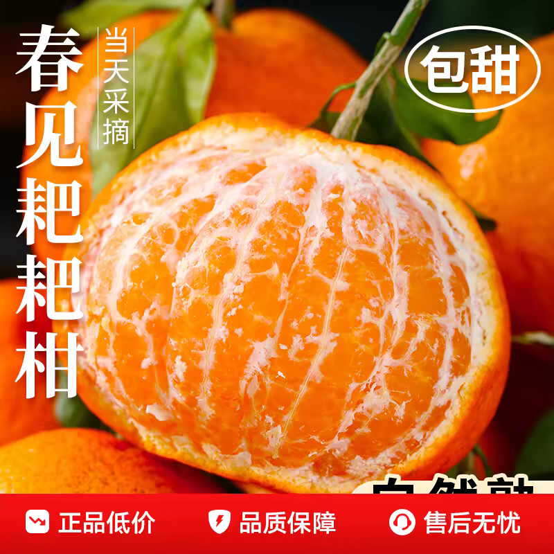 正宗四川春见耙耙柑现摘现发新鲜水果香甜多汁3/5/8斤包邮商品图