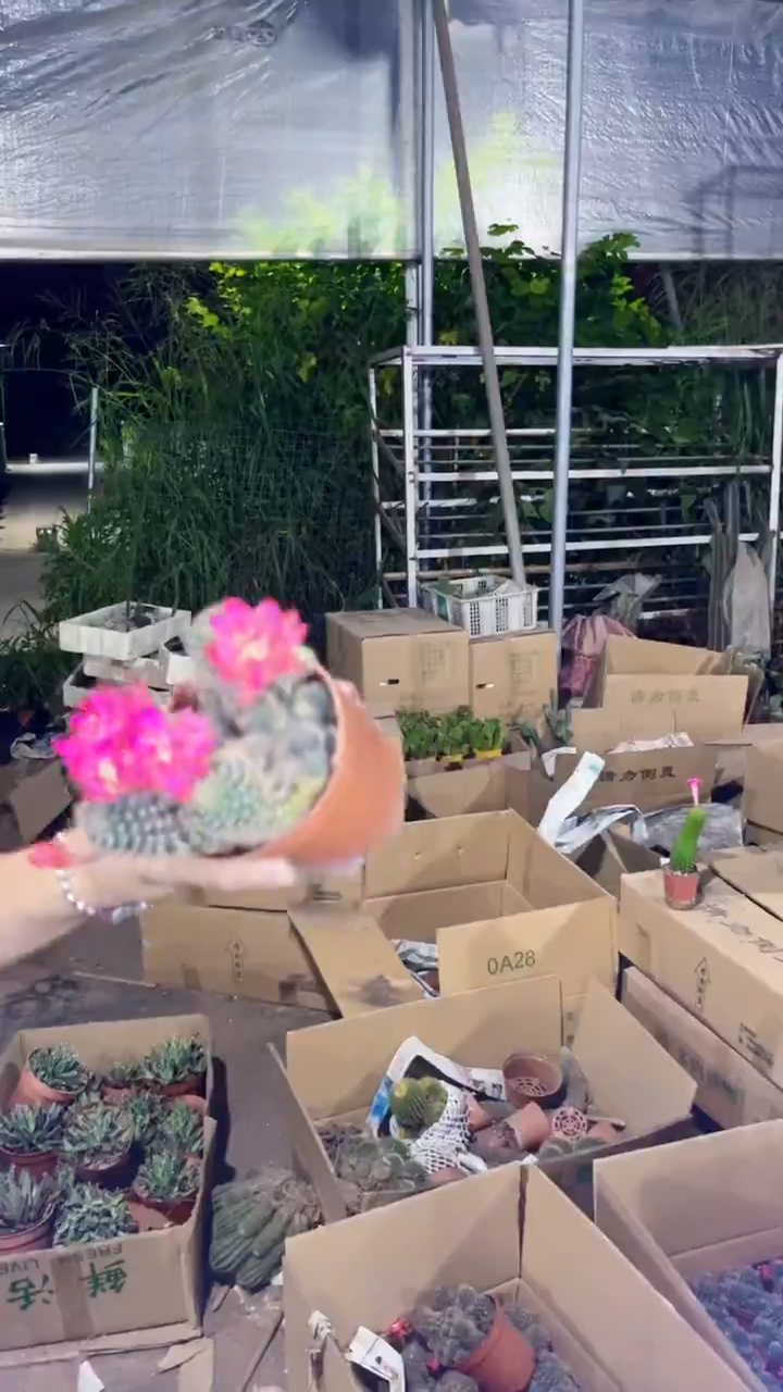 方便面 丽花【带根】不指定带花苞