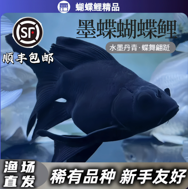 黑色墨蝶五代蝴蝶鲤专用链接1号