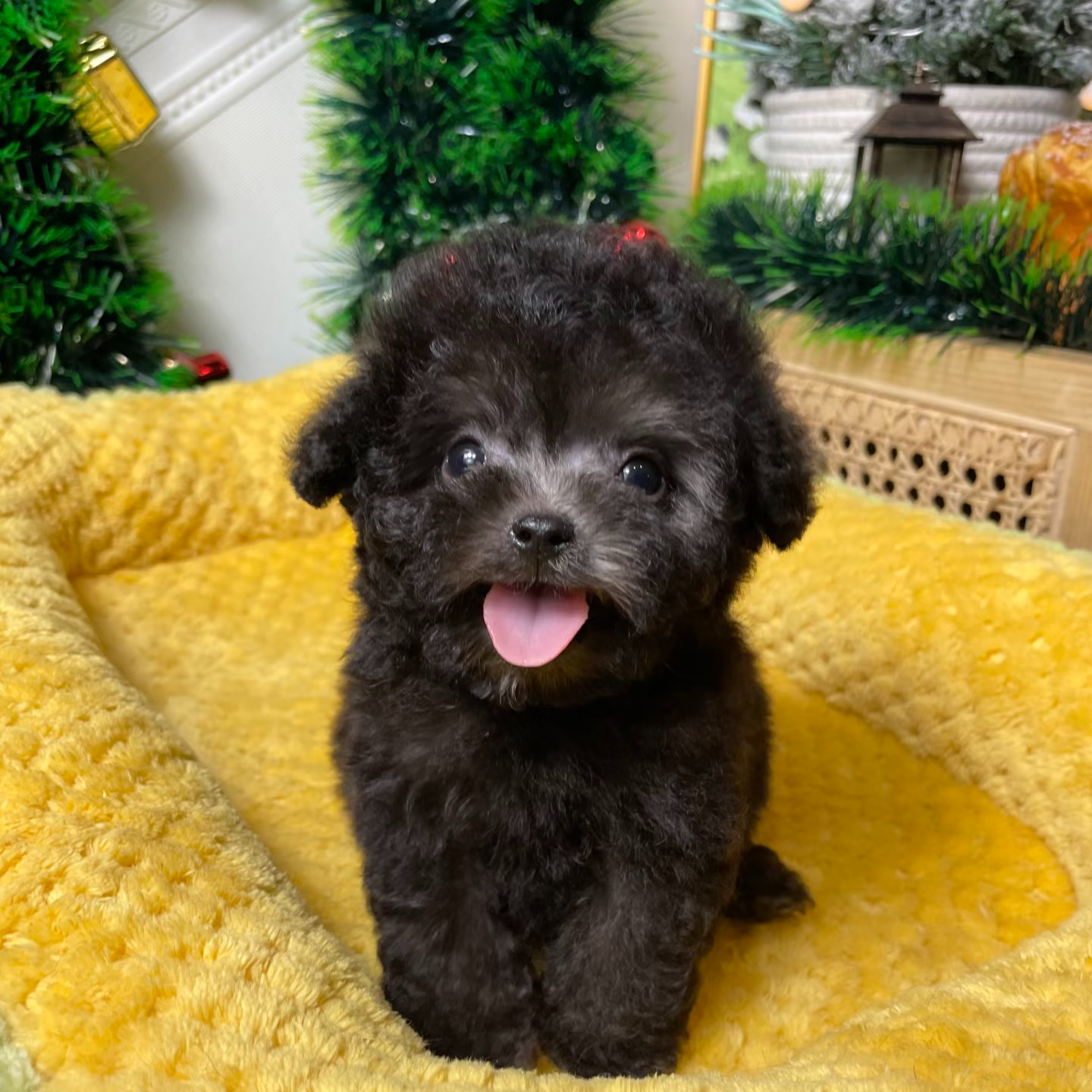 灰泰迪可爱幼犬活体狗狗