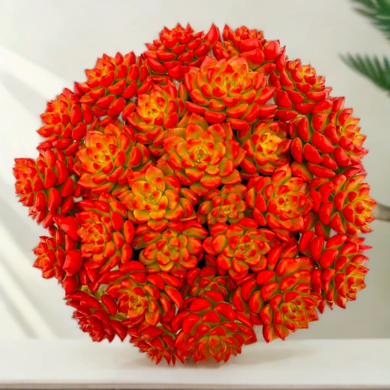 【爱马仕玫瑰】带盆带土年宵花 云南红太阳多肉 多肉盆栽