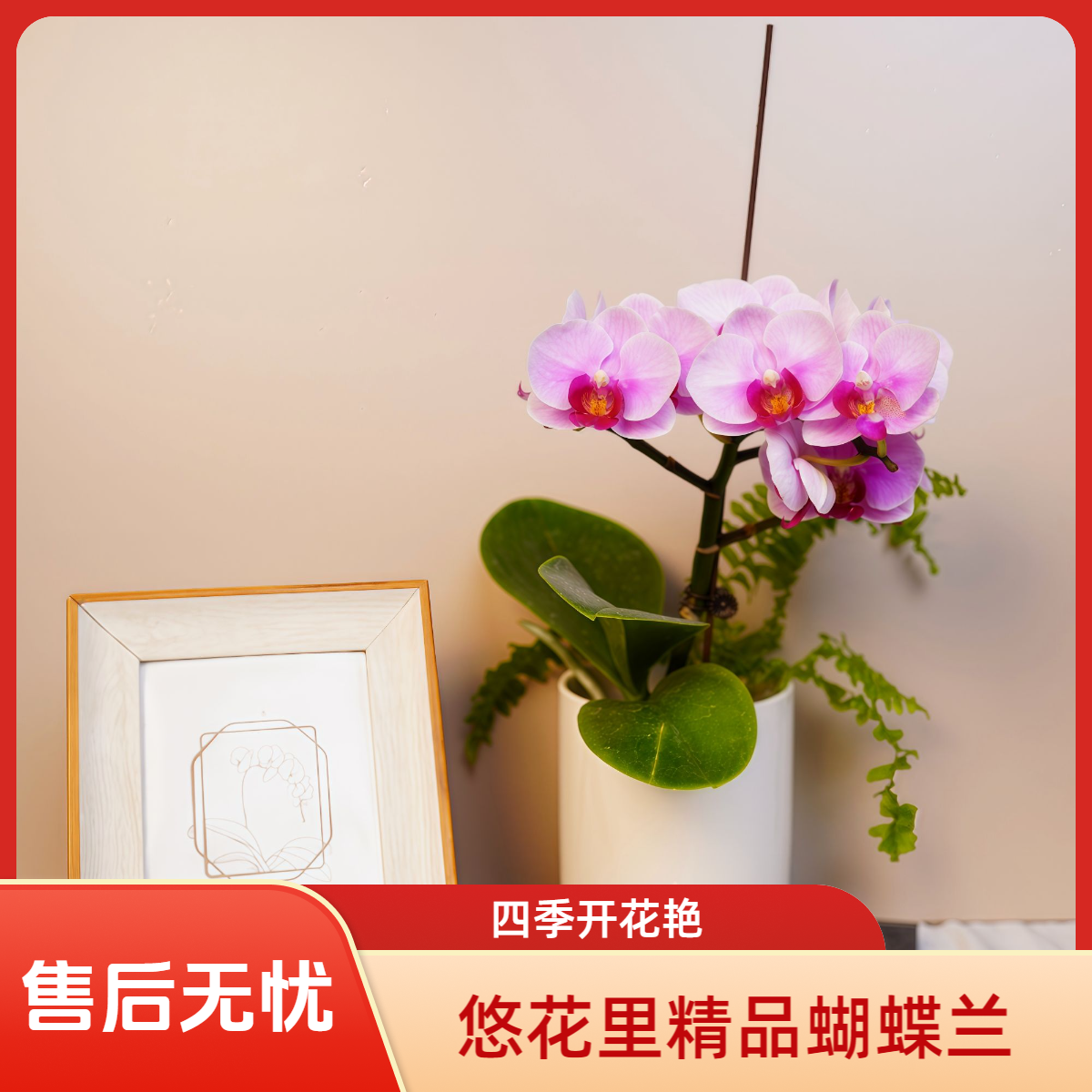 明兰花卉蝴蝶兰【宝贝】全花开花珠发货