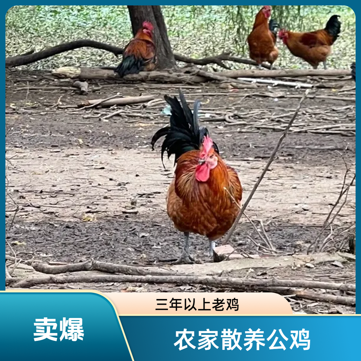 农家放养3年多老公鸡新鲜现杀带脚蹬农家散养土鸡走地鸡整鸡