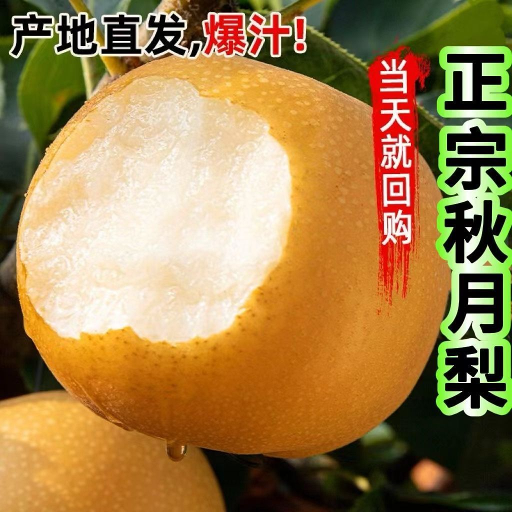 正宗山东莱阳秋月新鲜当季梨脆甜现摘梨子应季水果批发冰糖整箱