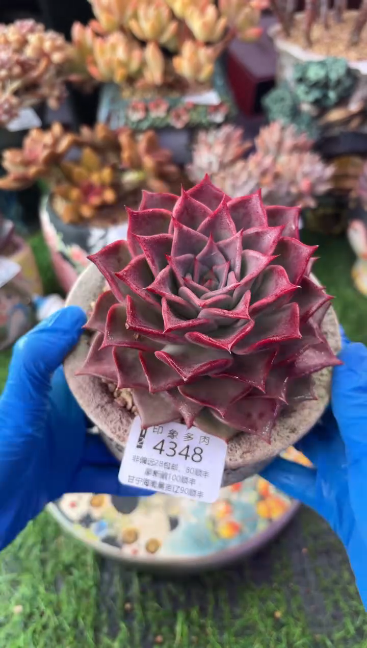昆明印象多肉4348