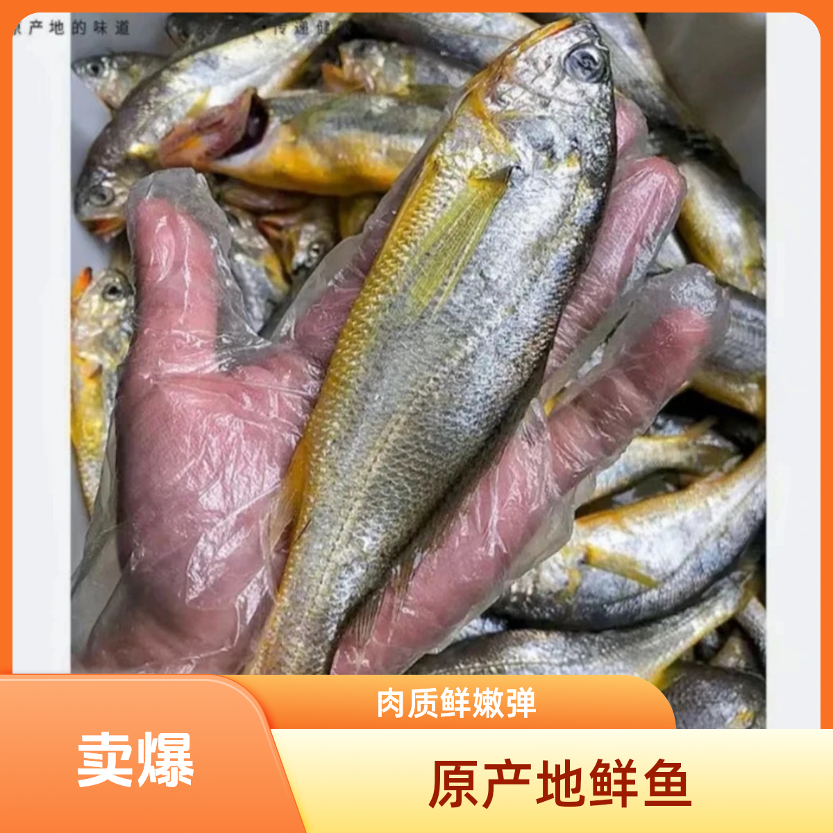 东海野生小黄鱼 一斤8条内到手净重4斤冰鲜发货 顺丰包邮
