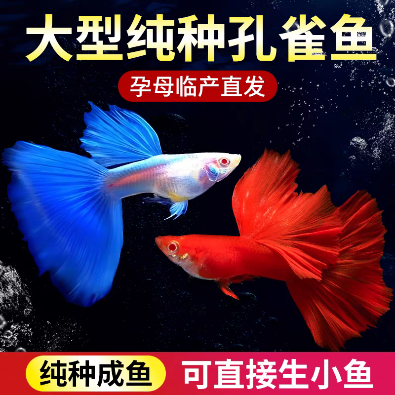 【深色系开播福利】8条+2条备损鱼2-3cm纯种孔雀鱼好养易繁殖热带鱼