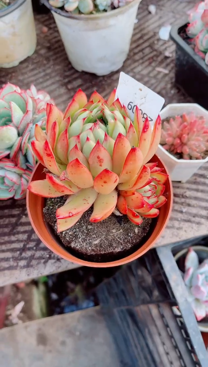 好**来跃跃精品多肉28009