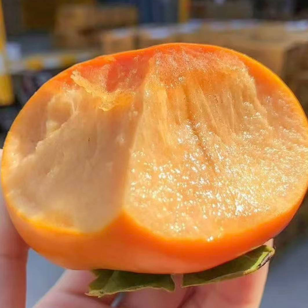 【冰糖心巧克力阳丰脆柿】2025年不涩无籽陕西脆柿子现摘现发