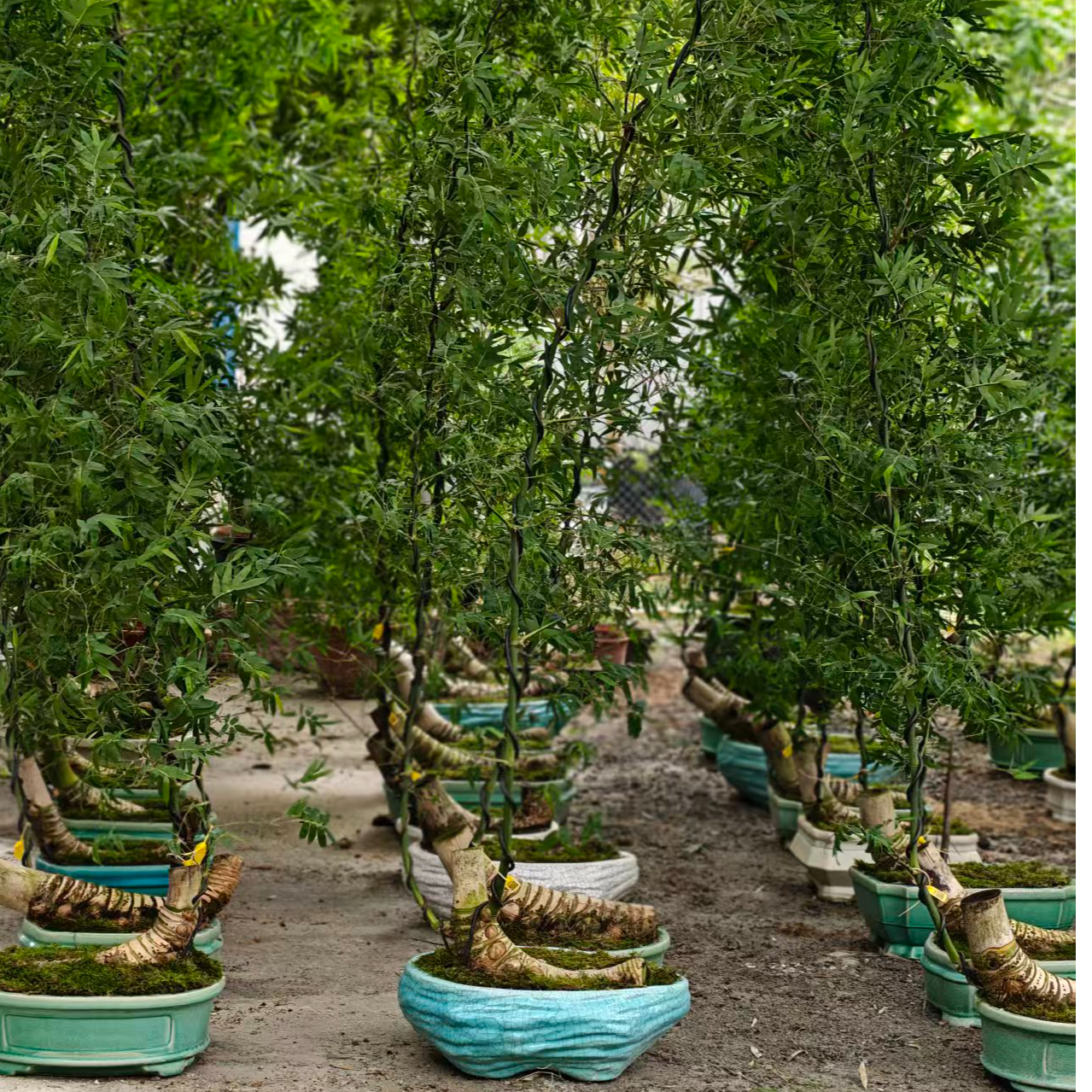 芦岭槭树园小叶簕竹老桩盆栽耐寒易活净化空气适合阳台桌面的绿植