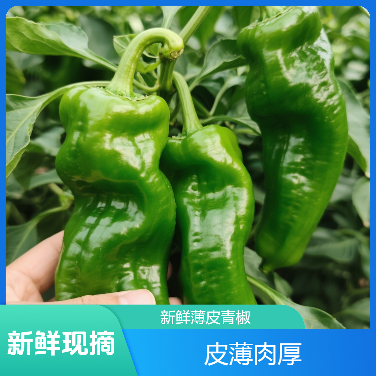 【微辣】农家自种薄皮辣椒新鲜采摘不辣 虎皮青椒芜湖辣椒