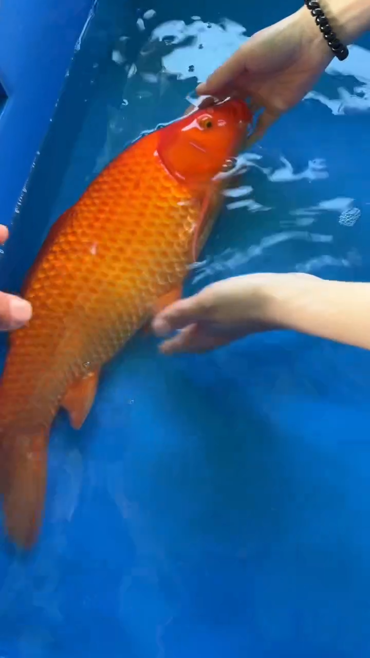 锦鲤锦鲤太饱锦鲤36cm-45cm不包邮到付