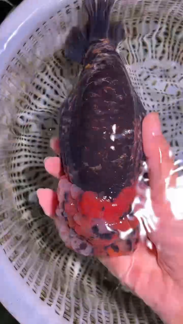 金鱼（运费自理，马印灯照射）福州追鱼兰寿金鱼