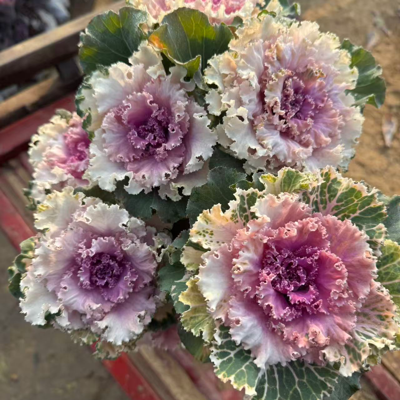 羽衣甘蓝（粉褶裙6朵花以上）树桩玫瑰耐寒耐冻零下20度