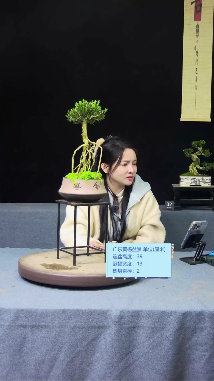 【闪购商品】黄杨盆景黄杨盆景