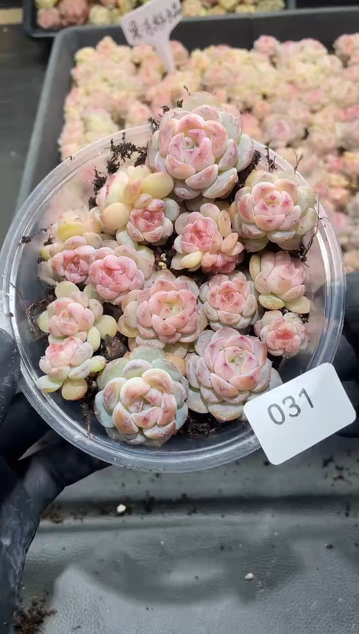 031果冻粉 黑水晶      量拍