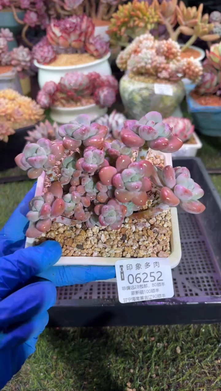 【闪购商品】06252