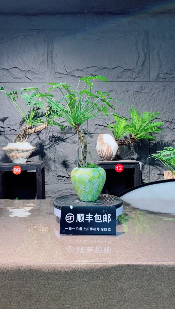 无花朵小天使盆景{1}158