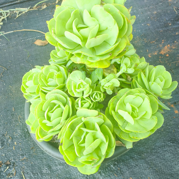 碧桃 好种好养  新手必拍  精品多肉植物云南昆明发货