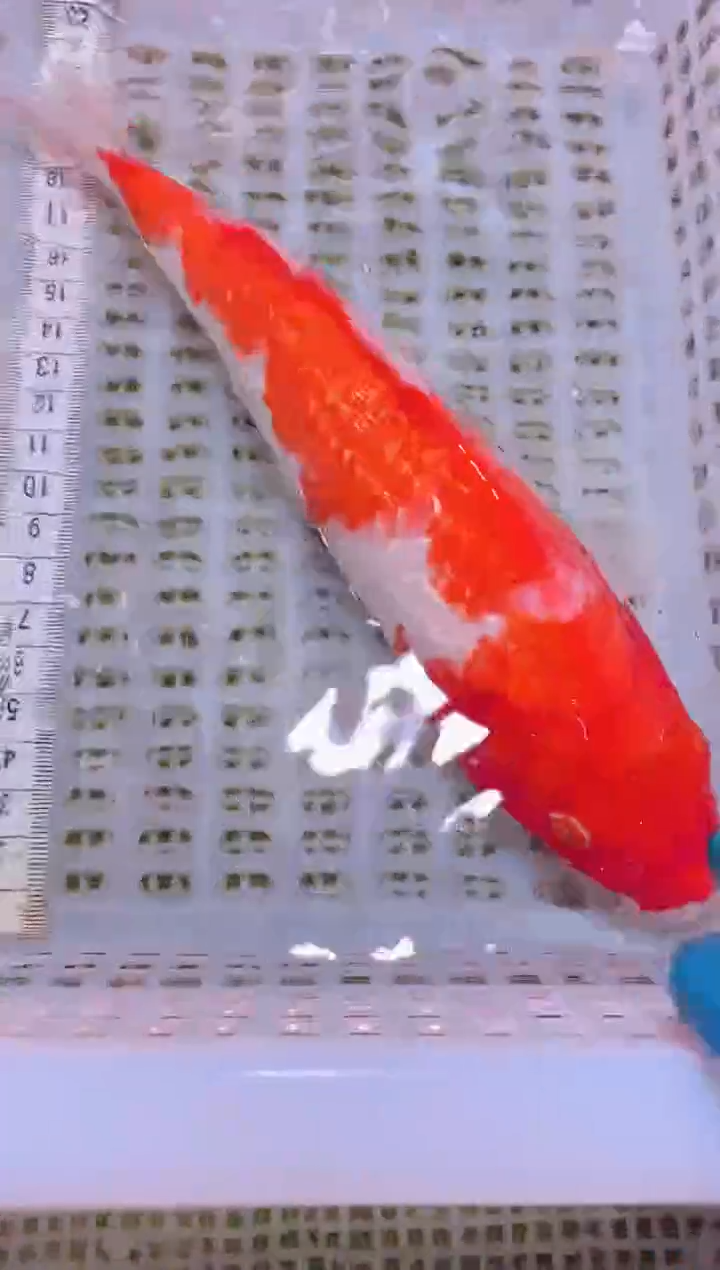 锦鲤冷水观赏鱼全场包邮157
