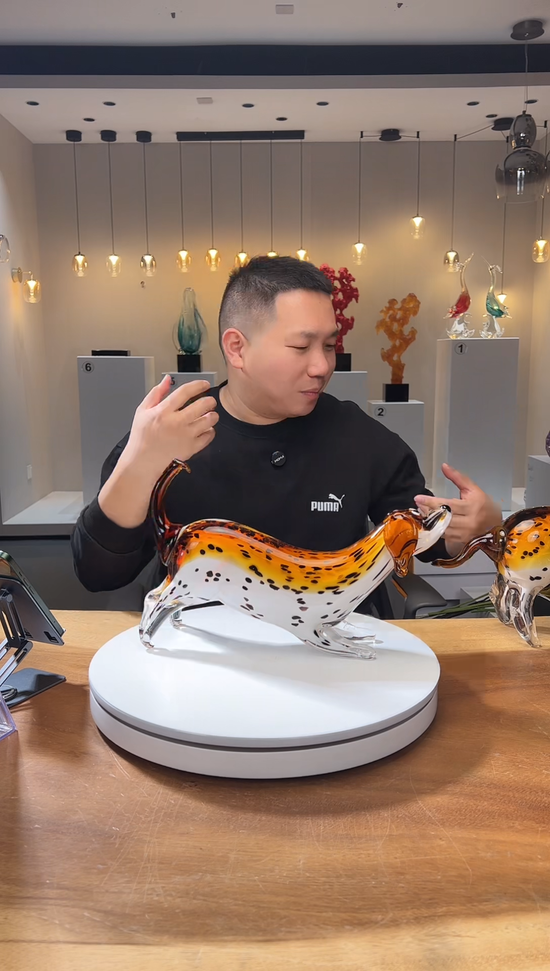 【闪购商品】茶宠巴比特美学 大麦町犬 蹲伏