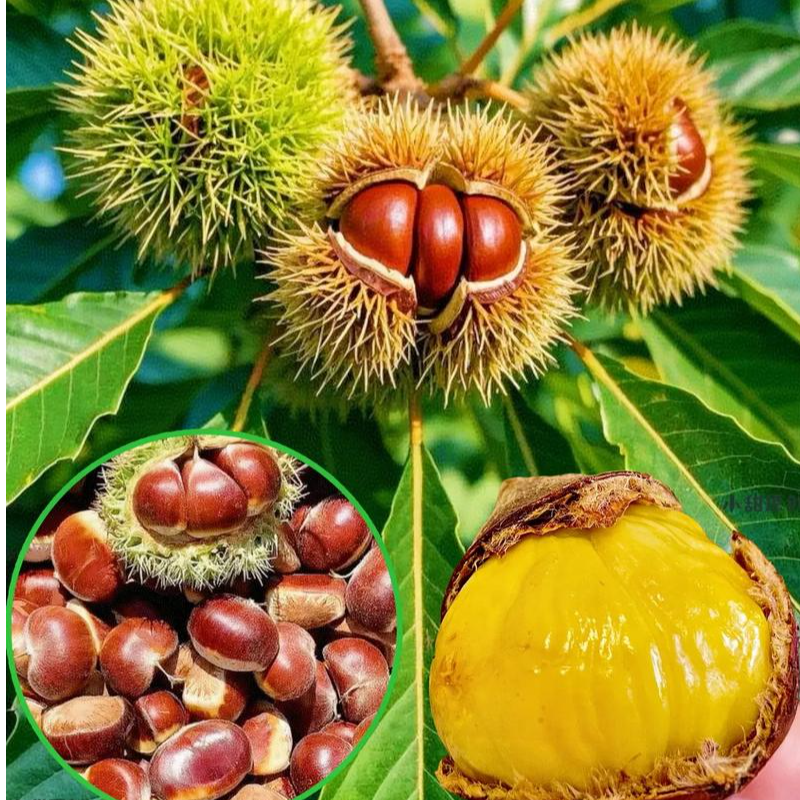 板栗树苗南方北方盆栽2025地栽王中王大红袍迁西板栗油栗子果树