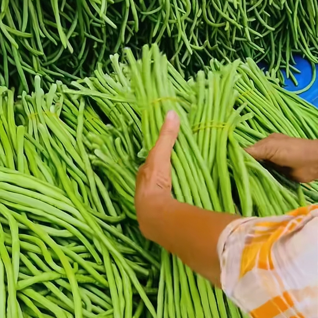 乐途5号长豇豆翠绿条白花耐高温早中熟翻花能力强