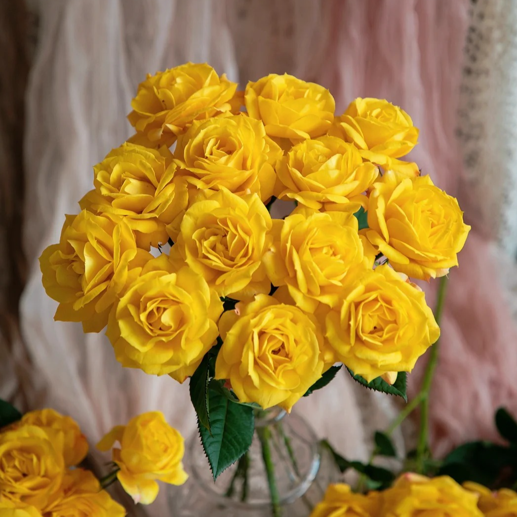 金玉仙子，多头玫瑰，1单冷链包邮，2单升级顺丰冷链，远的发德邦