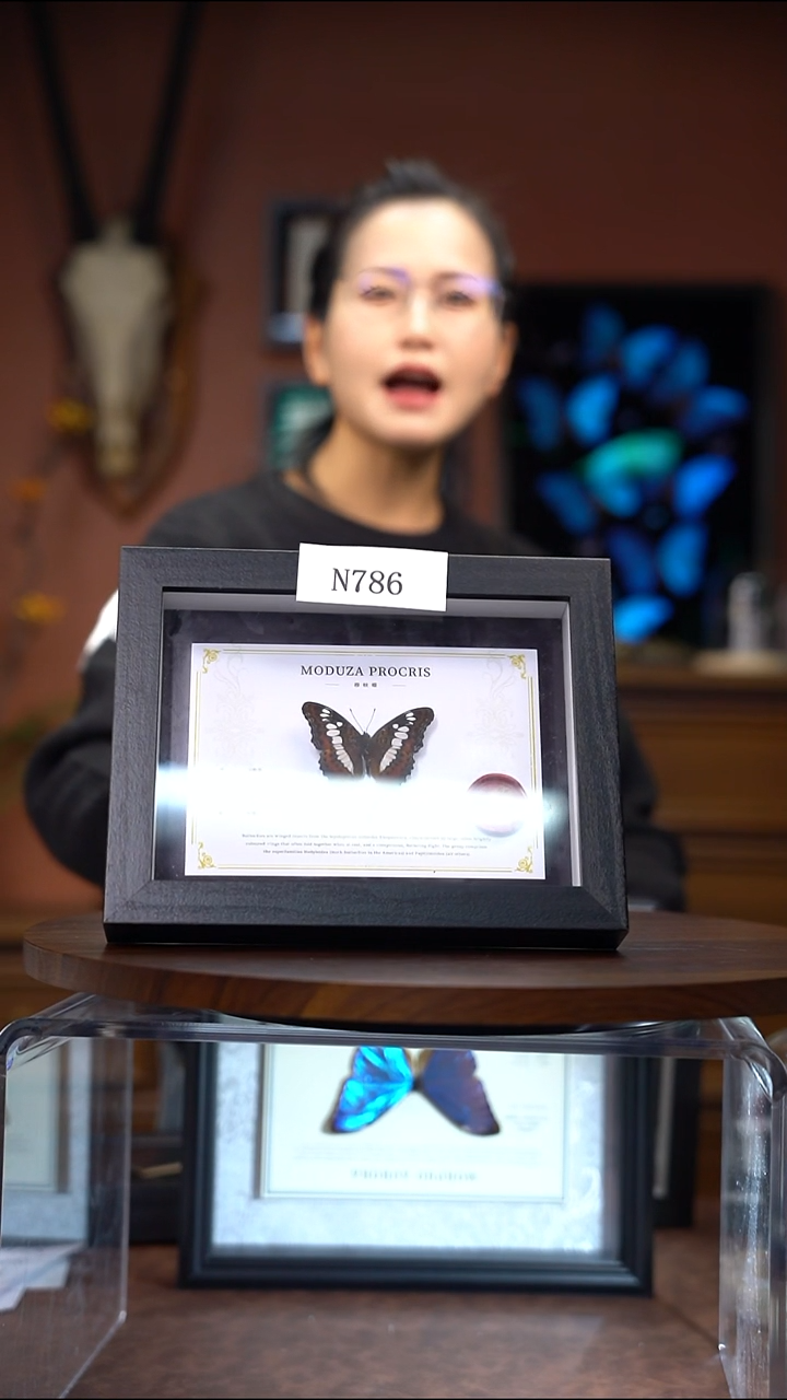 N786         穆蛱蝶