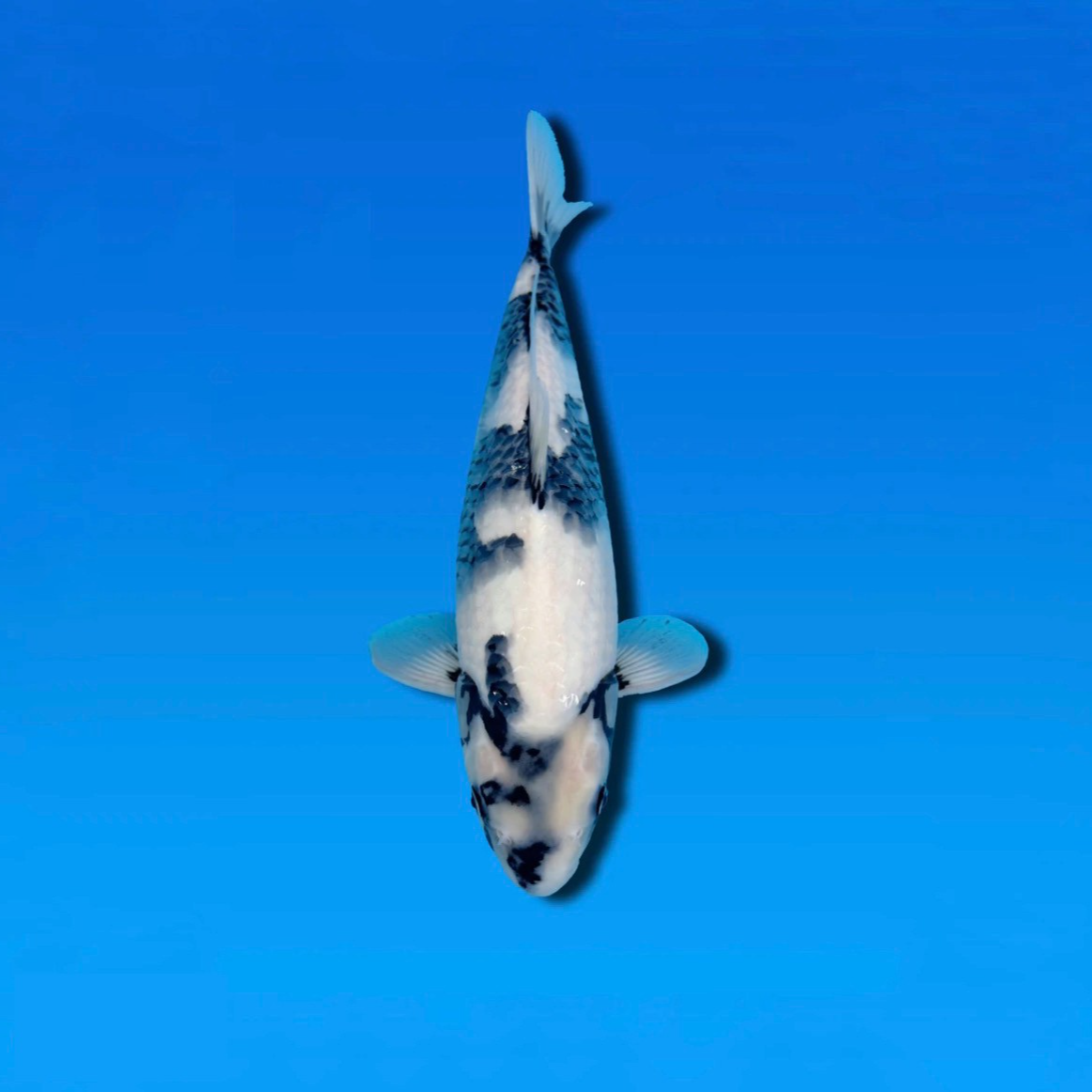 七彩养鲤场自家产精品白写