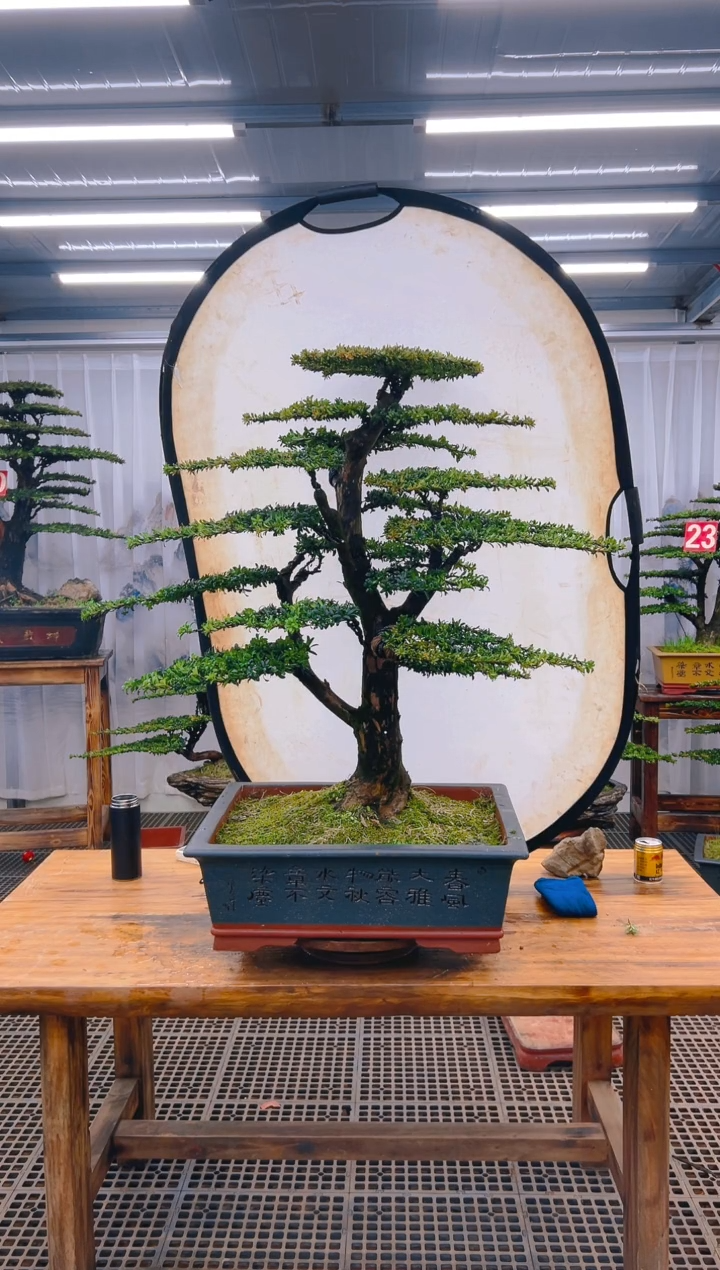 【闪购商品】紫砂精品盆景直播间一物一拍