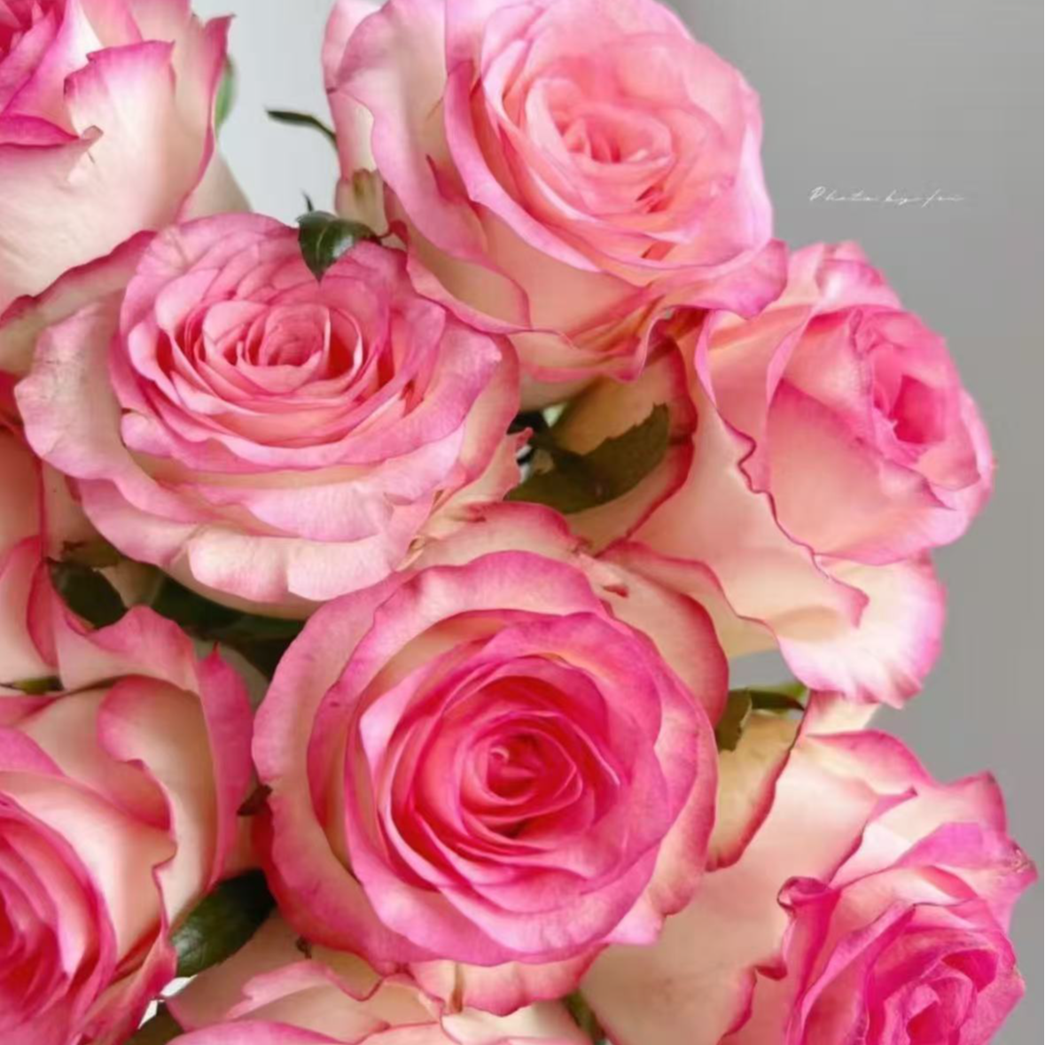 【花予专属】10枝 单头玫瑰艾莎