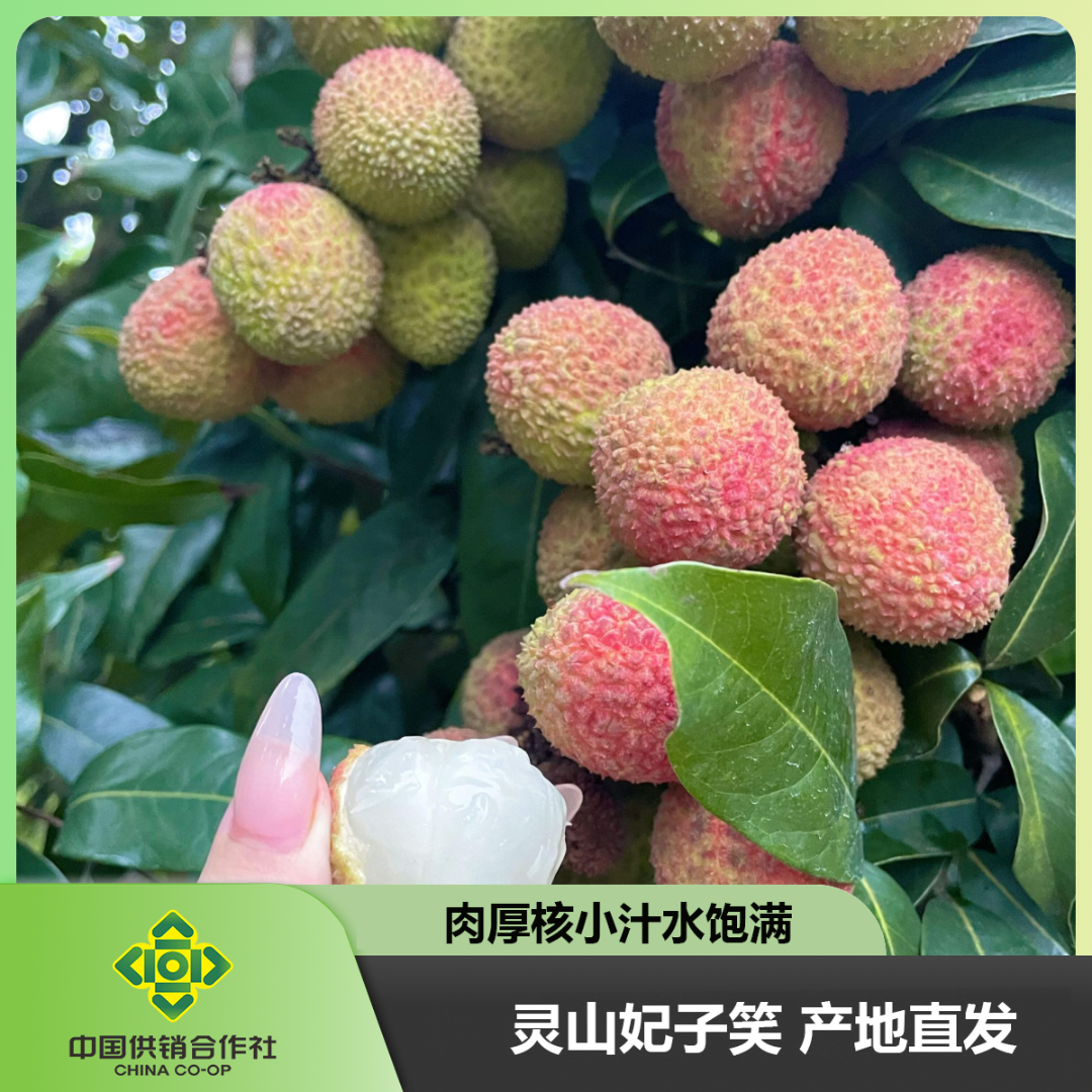 【顺丰直播间专属】广西灵山供销社优选荔枝之乡灵山妃子笑当季采摘